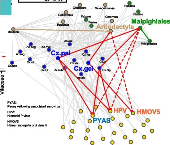 Open access visualization of Network, Pathway, RNA Virus, Mosquito Species, Food Sources