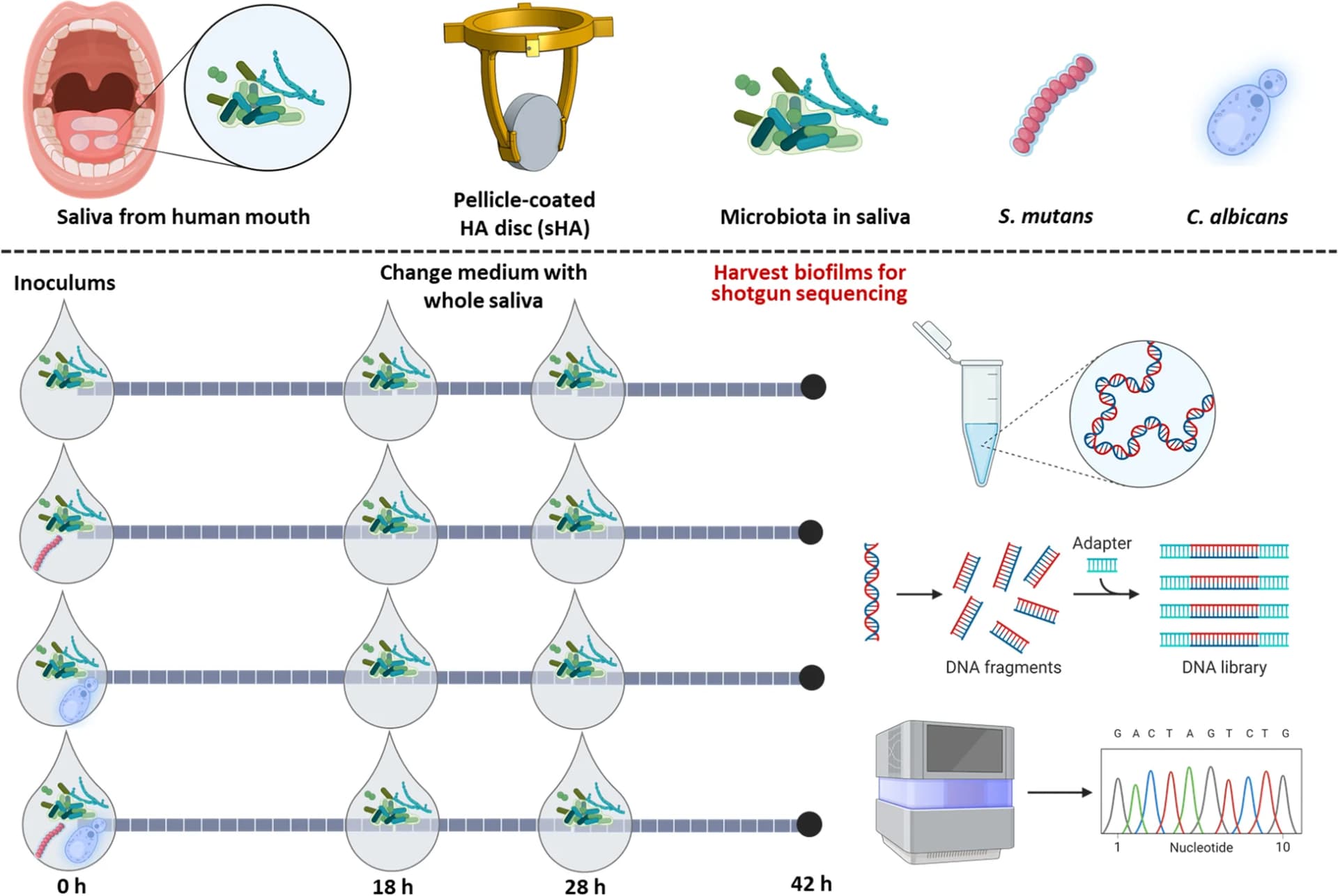 Open access visualization of Workflow, Illustration, Ex vivo microcosm model, Saliva-coated hydroxyapatite disc, S. mutans