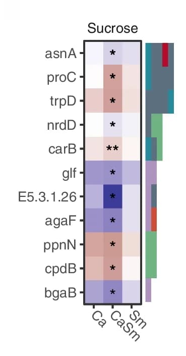 Open access visualization of Heatmap, KEGG Orthologs, Sucrose, Pathways