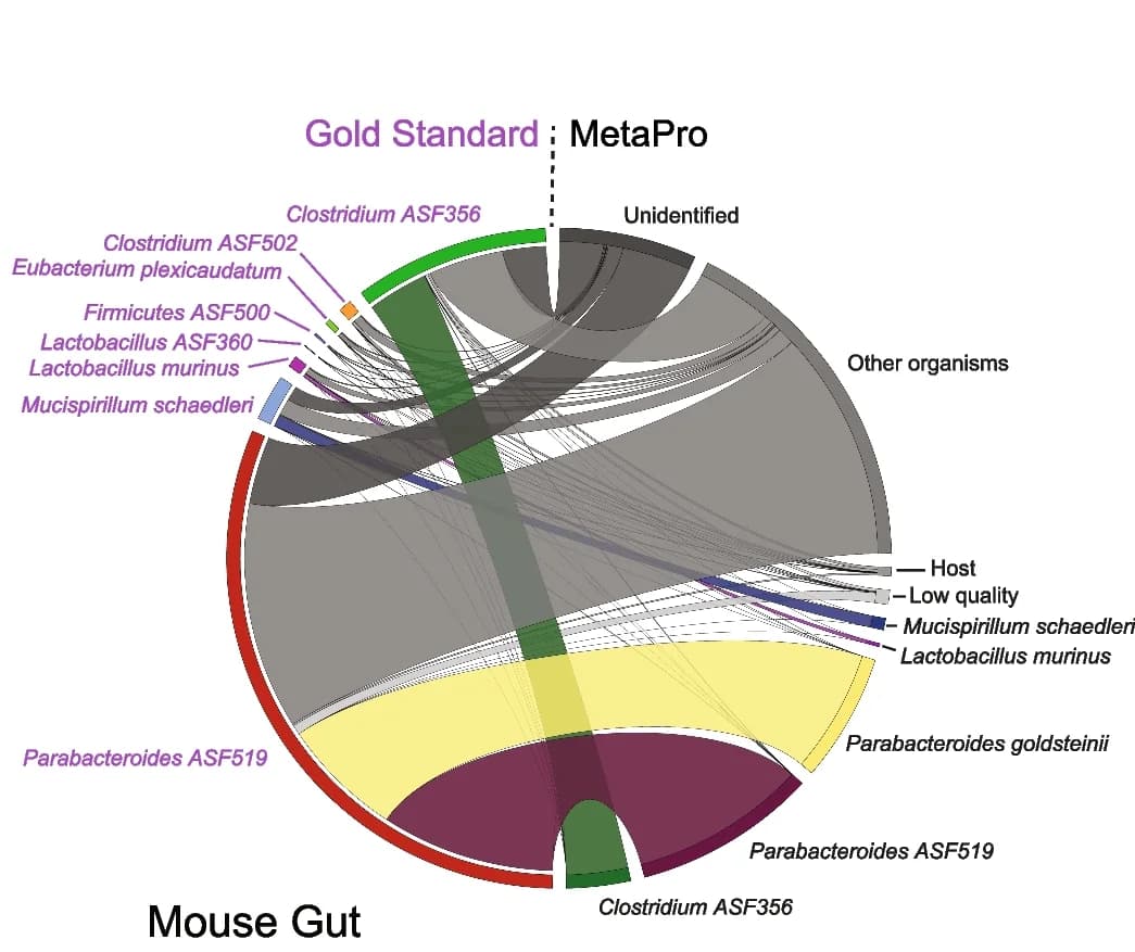 Open access visualization of Chord, Chord diagram, MetaPro, NOD mouse gut, Kimchi
