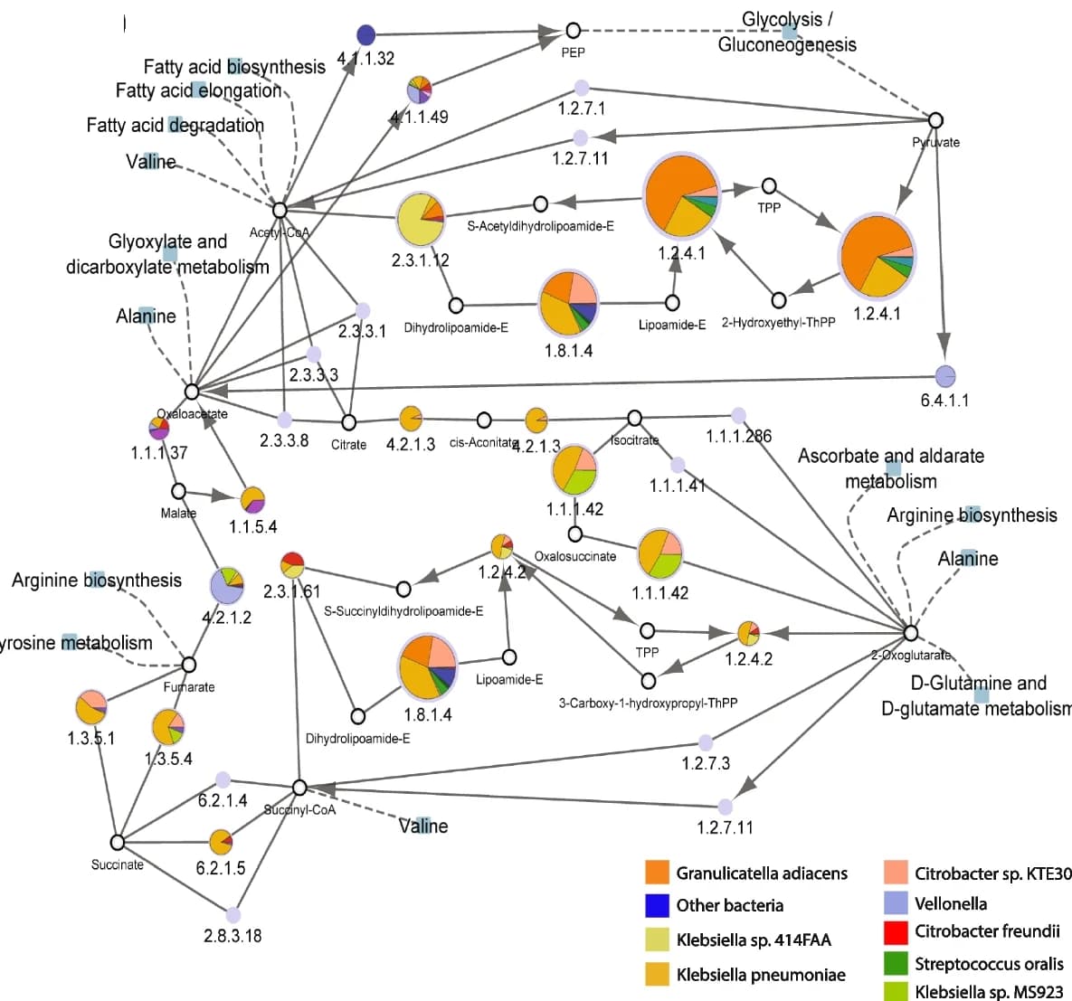 Open access visualization of Pathway, Cytoscape Network, Tricarboxylic Acid Cycle, EC Expression, Taxon