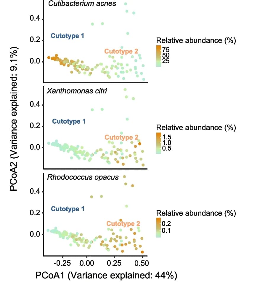 Open access visualization of Scatter Plot, Principal Coordinate Analysis, Cutibacterium acnes, Xanthomonas citri, Rhodococcus opacus