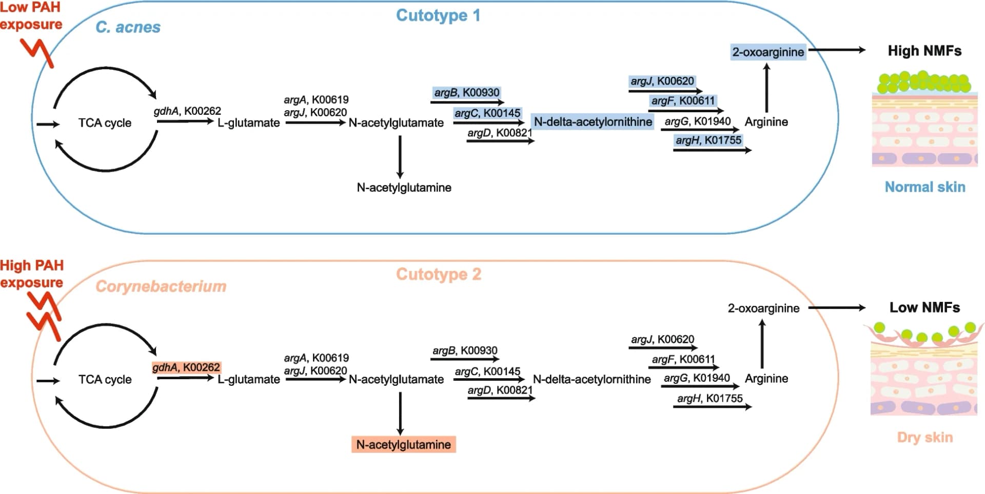 Open access visualization of Workflow, Illustration, Arginine Biosynthesis, Cutotypes, Natural Moisturizing Factors