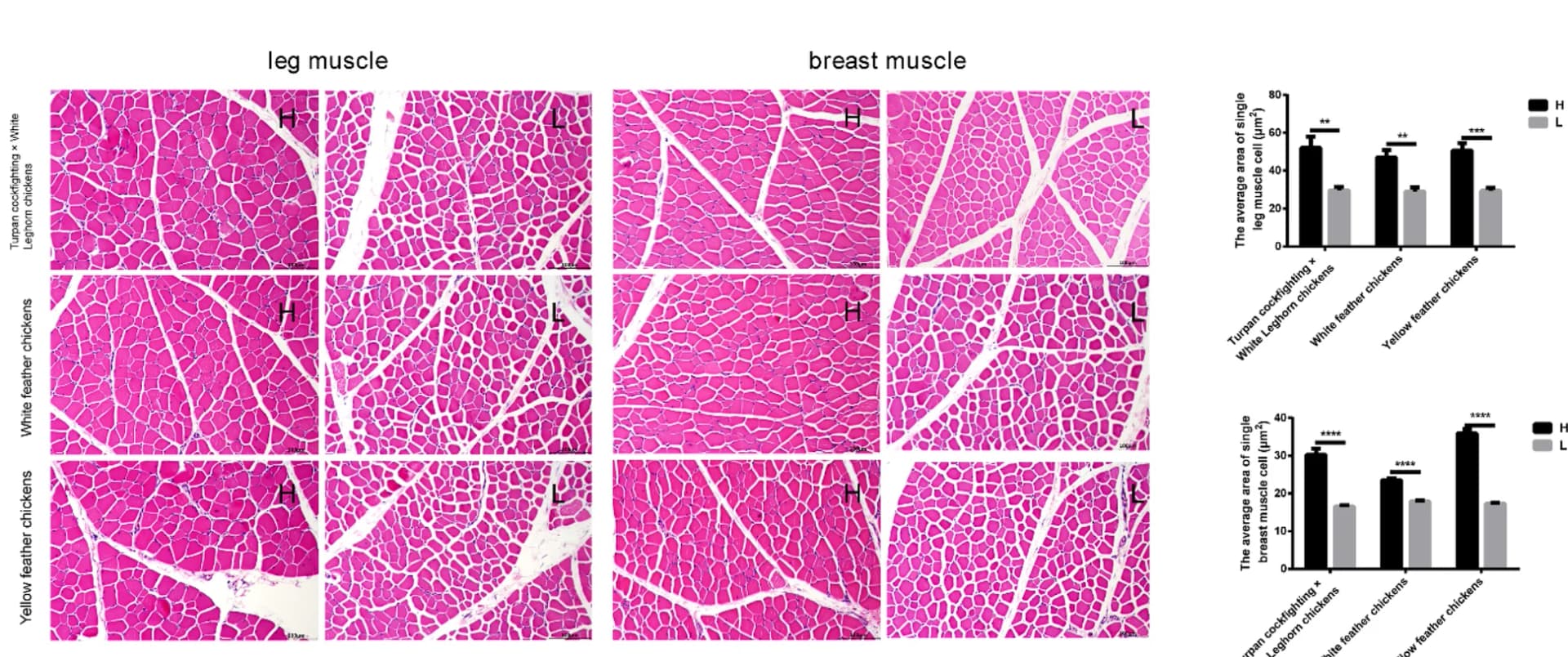 Open access visualization of Bar Plot, Microscopy, Leg Muscle Cell, Breast Muscle Cell, Cross-sectional Area