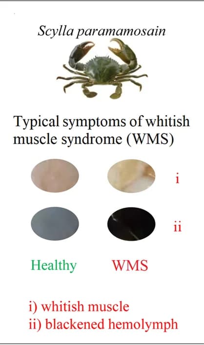 Open access visualization of Photo, Whitish Muscle Syndrome, Scylla paramamosain, Muscle, Hemolymph