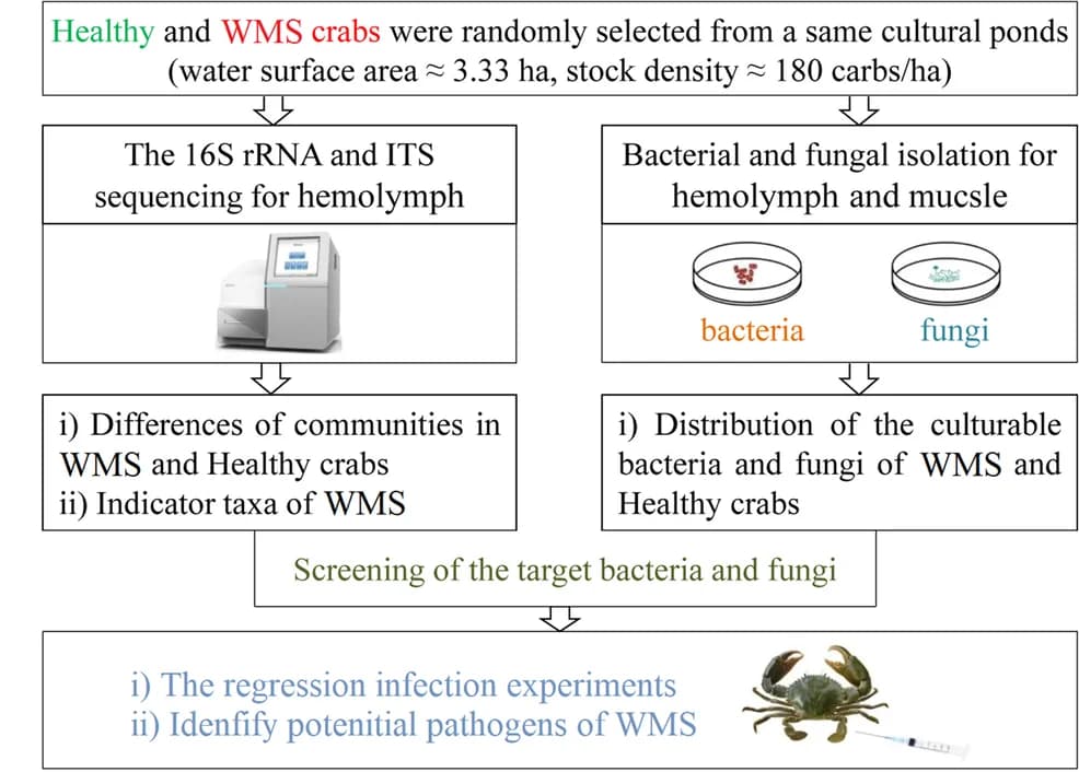 Open access visualization of Workflow, Flowchart, Research Strategy, Microbiome, Kochs Postulates