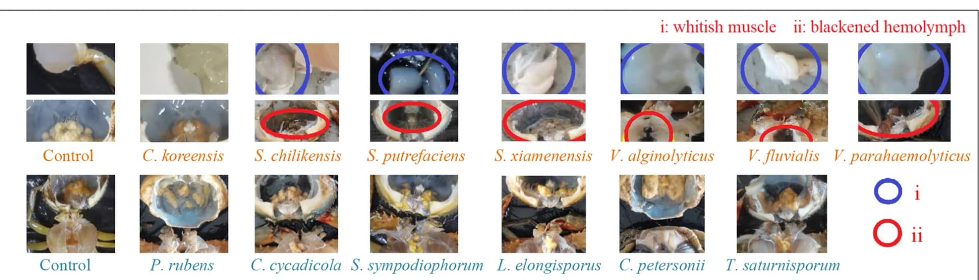 Open access visualization of Photo, S. chilikensis, S. putrefaciens, S. xiamenensis, V. alginolyticus