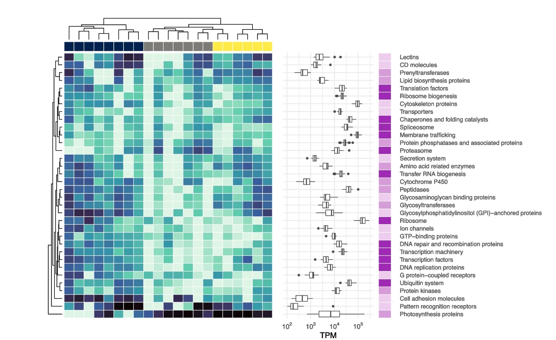 Open access visualization of Heatmap, Clustered, Box Plot, KEGG BRITE Classifications, TPM Values