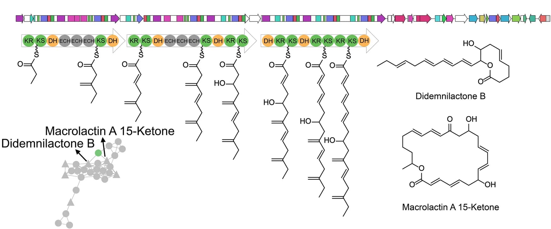 Open access visualization of Workflow, Chemical Structure, Biosynthetic Gene Cluster, Didemnilactone B, Macrolactin A 15-ketone