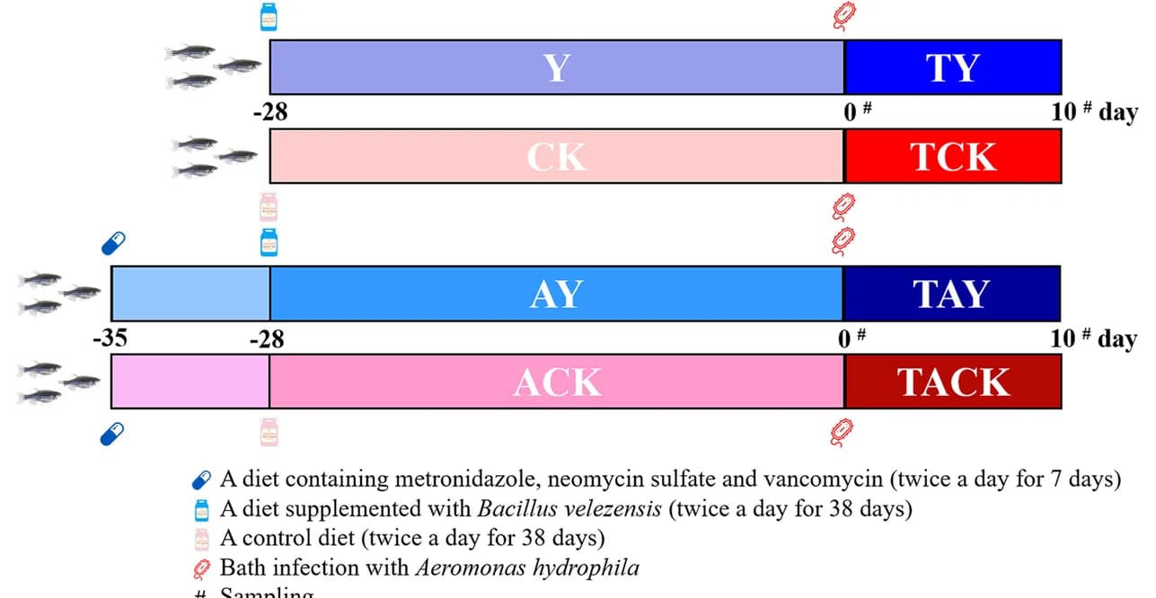 Open access visualization of Workflow, Illustration, Experimental design, Zebrafish, Diet