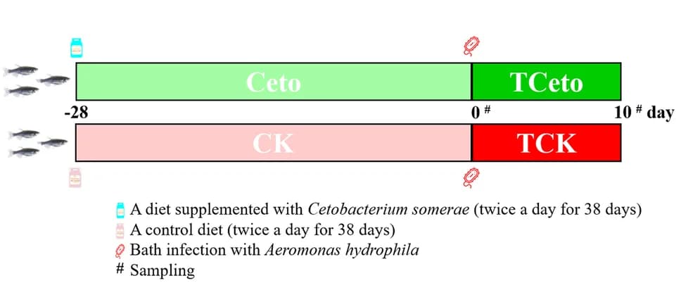 Open access visualization of Workflow, Illustration, Experimental Design, Zebrafish, Diet