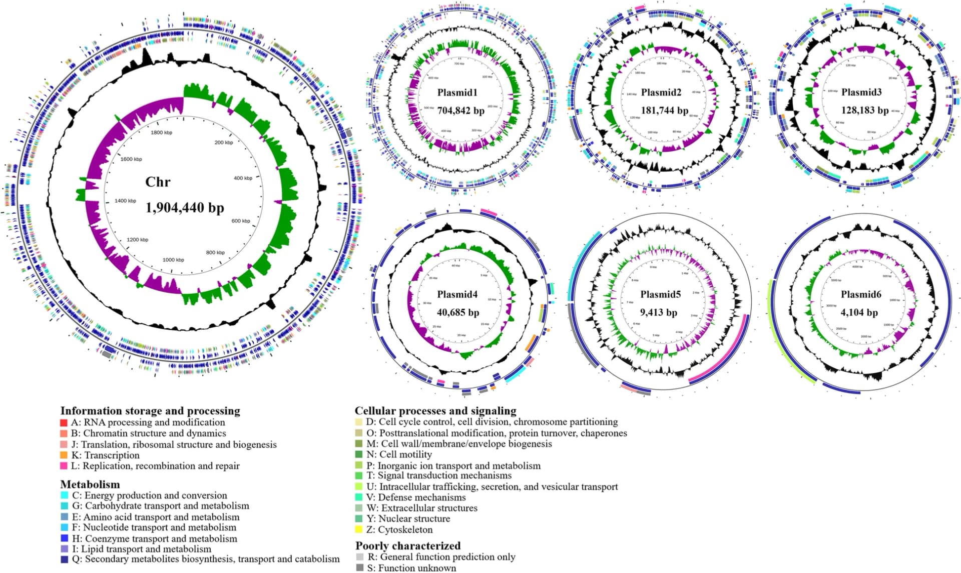 Open access visualization of Illustration, Chromosome, Plasmids, Genomic Map, GC Skew