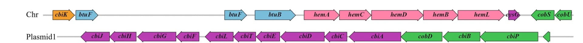 Open access visualization of Illustration, Vitamin B12, Biosynthetic Genes, Uroporphyrinogen-III, Corrin Ring Synthesis