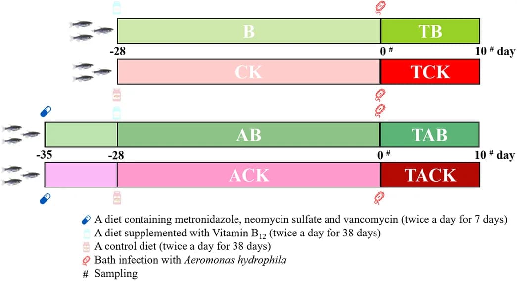 Open access visualization of Workflow, Illustration, Experimental design, Zebrafish, Vitamin B12