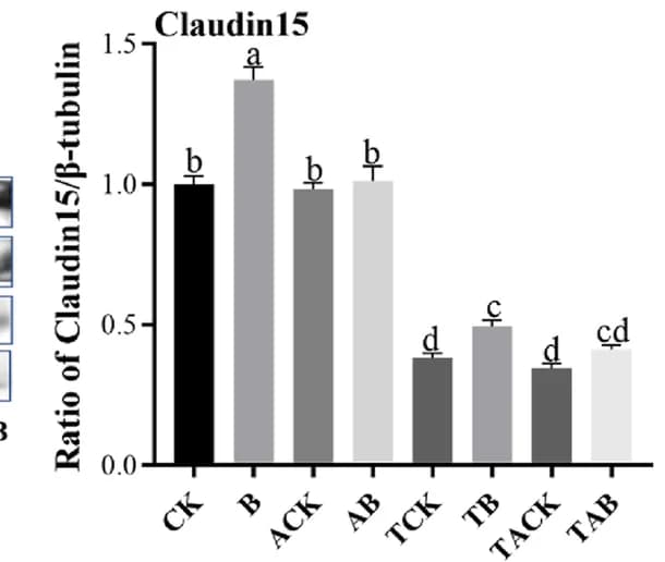 Open access visualization of Bar Plot, Error Bars, Densitometric Analysis, Western Blots, Protein Samples