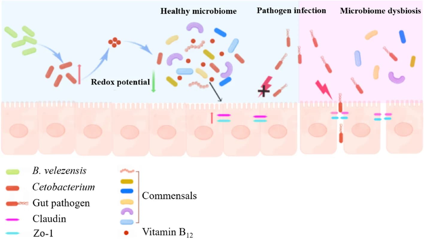 Open access visualization of Illustration, Workflow, Probiotic Protection, Pathogen Infections, Bacillus Velezensis