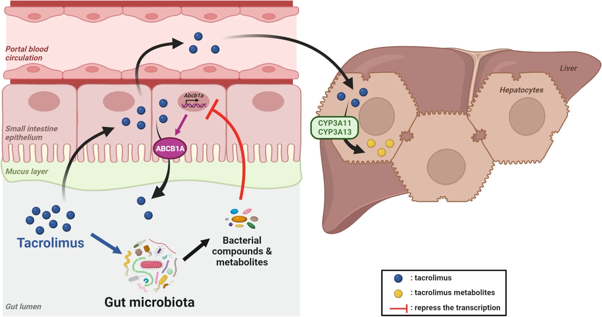 Open access visualization of Workflow, Illustration, Tacrolimus, Gut Microbiota, ABCB1A