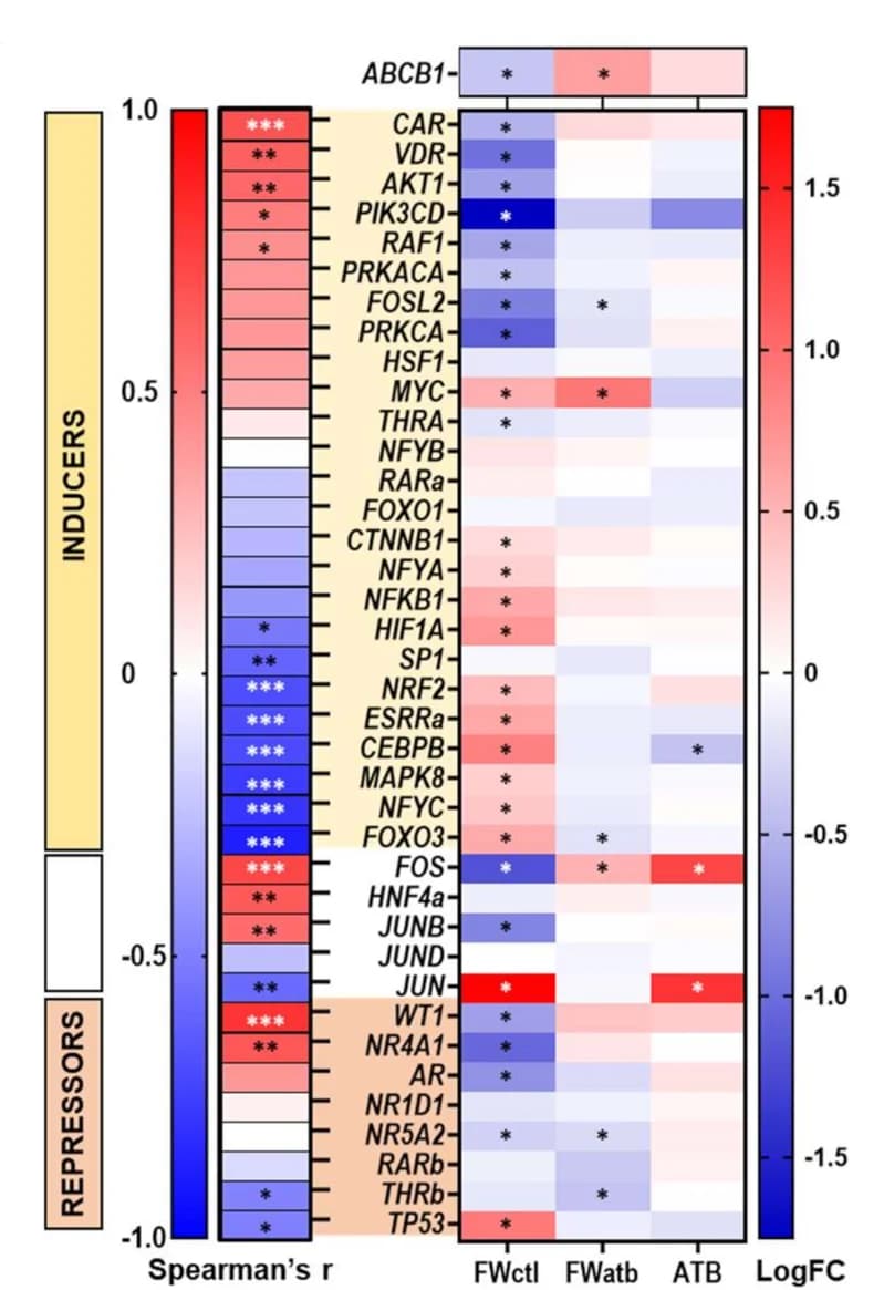 Open access visualization of Heatmap, Clustered, Transcription Factors, ABCB1 Expression, Spearman’s Correlation