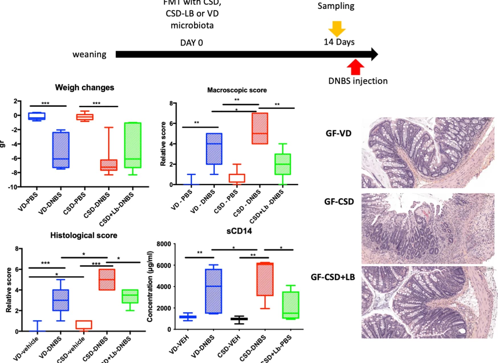 Open access visualization of Box Plot, Microscopy, Illustration, DNBS-induced colitis, Weight changes