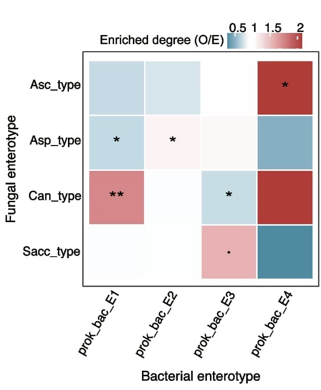 Open access visualization of Heatmap, Fungal enterotypes, Bacterial enterotypes, CHGM cohort, Observed/Expected ratio