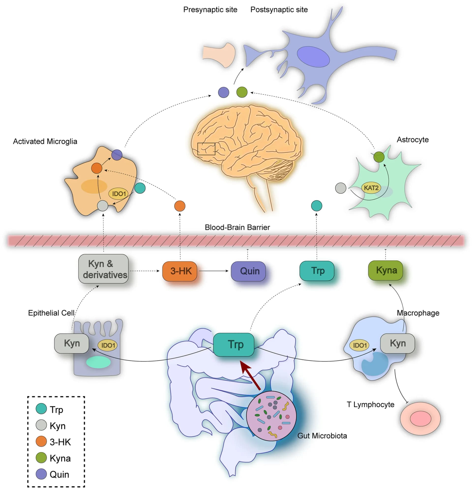 Open access visualization of Workflow, Illustration, Gut Microbiota, Depression, Microbiota-Gut-Brain Axis