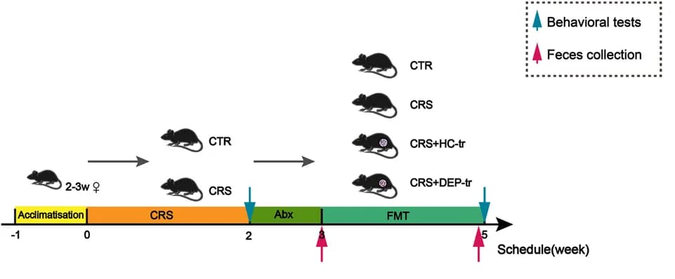 Open access visualization of Workflow, Illustration, Chronic Restraint Stress, Fecal Microbiota Transplantation, Mice