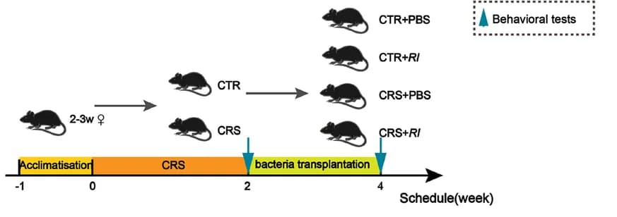 Open access visualization of Workflow, Flowchart, Protocol diagram, Ri. transplantation, Behavioral tests