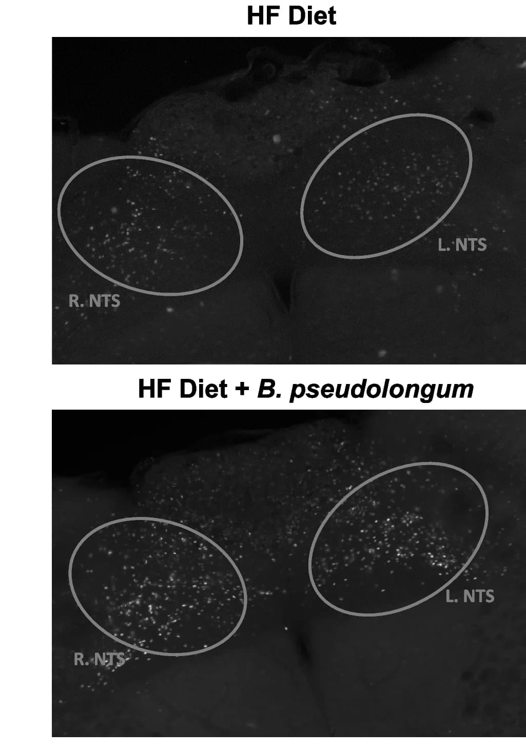 Open access visualization of Microscopy, Immunohistochemistry
