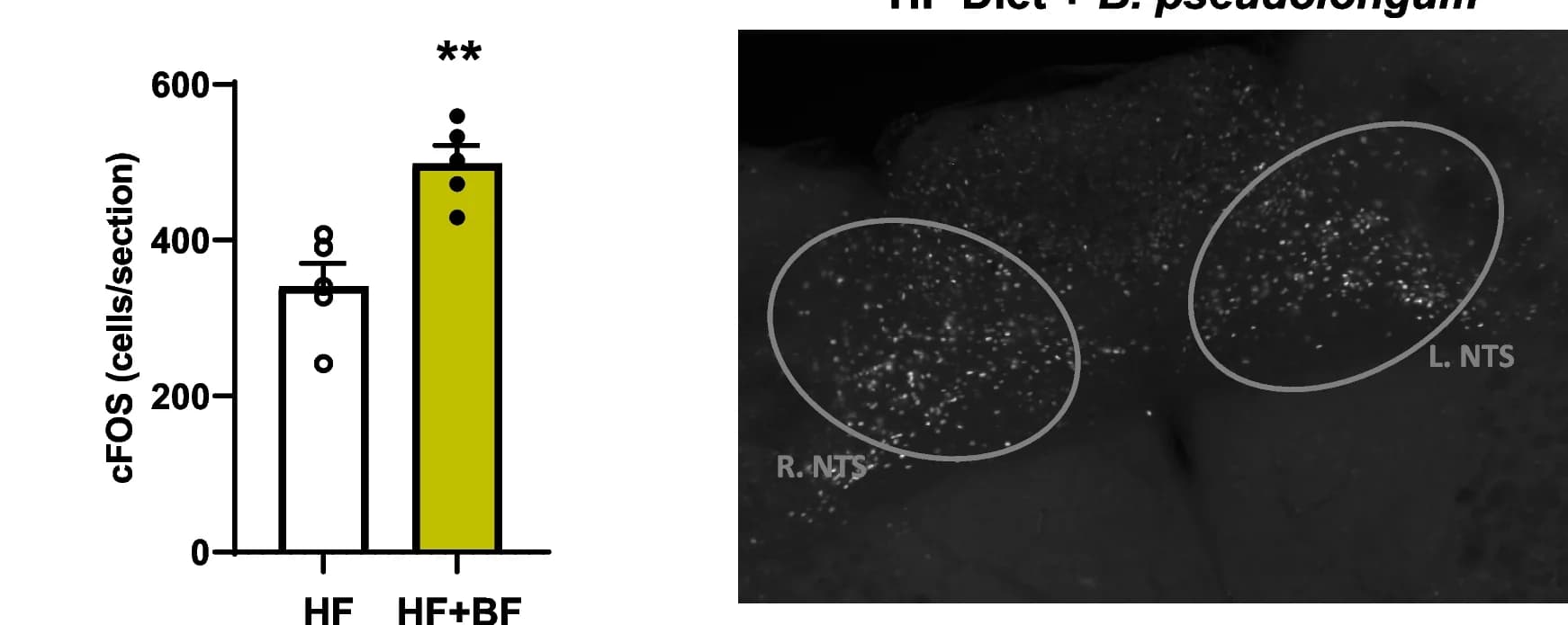 Open access visualization of Bar Plot, Error Bars, Microscopy, c-Fos Expression, NTS
