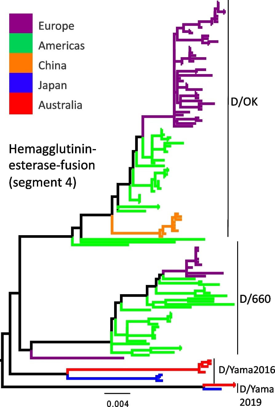 Open access visualization of Line Plot, Phylogeny, Influenza D virus, Hemagglutinin-esterase-fusion protein, Segment 4