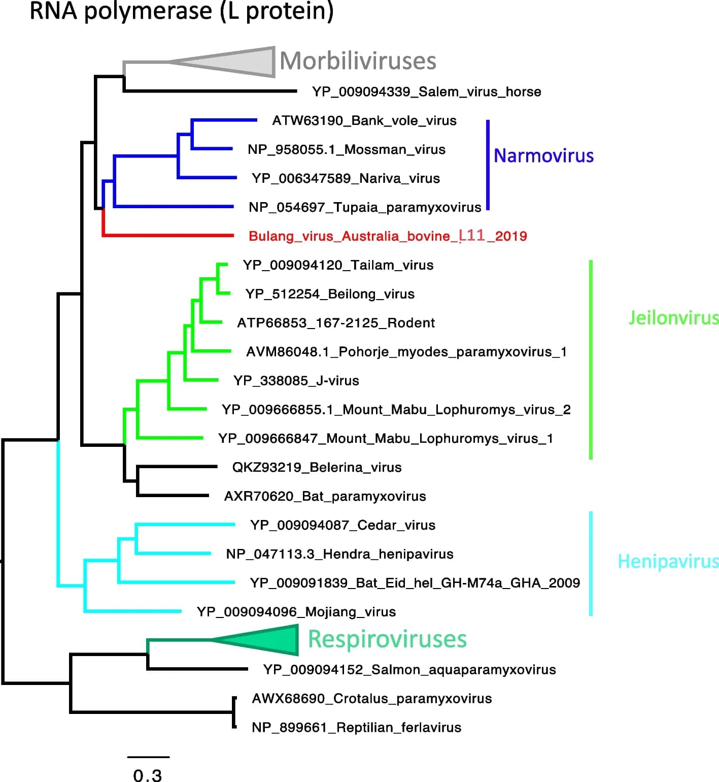 Open access visualization of Line Plot, Phylogeny, Narmovirus, L Protein, Amino Acid Sequences