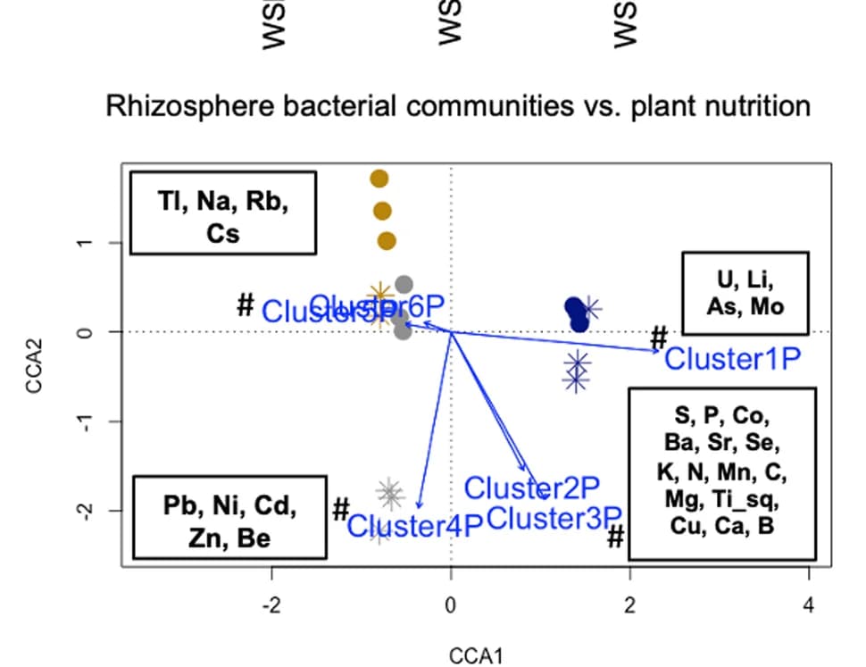Open access visualization of Scatter Plot, Beta Diversity, Rhizosphere Bacterial Communities, Plant Shoot Nutrients, CCA