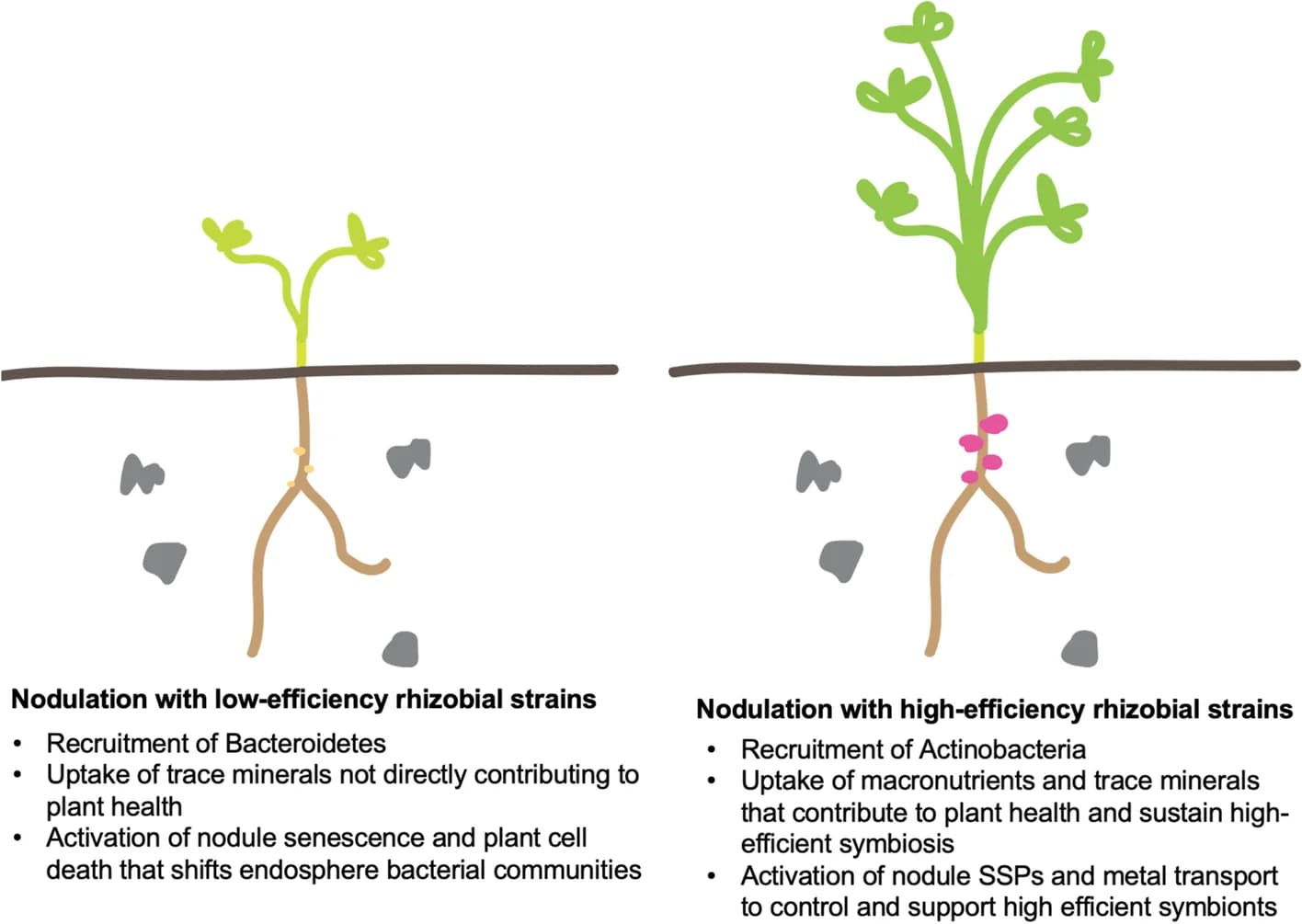 Open access visualization of Illustration, Rhizobia, Nitrogen Fixation, Endosphere Bacterial Community, Nutrient Uptake