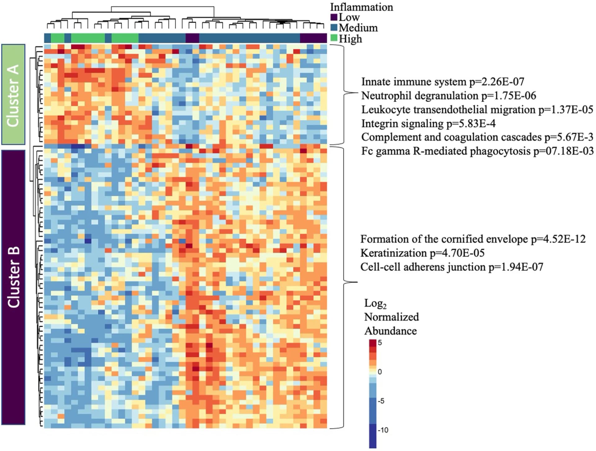 Open access visualization of Heatmap, Clustered, Cervicovaginal Fluid, Mass Spectrometry, Mucosal Proteome