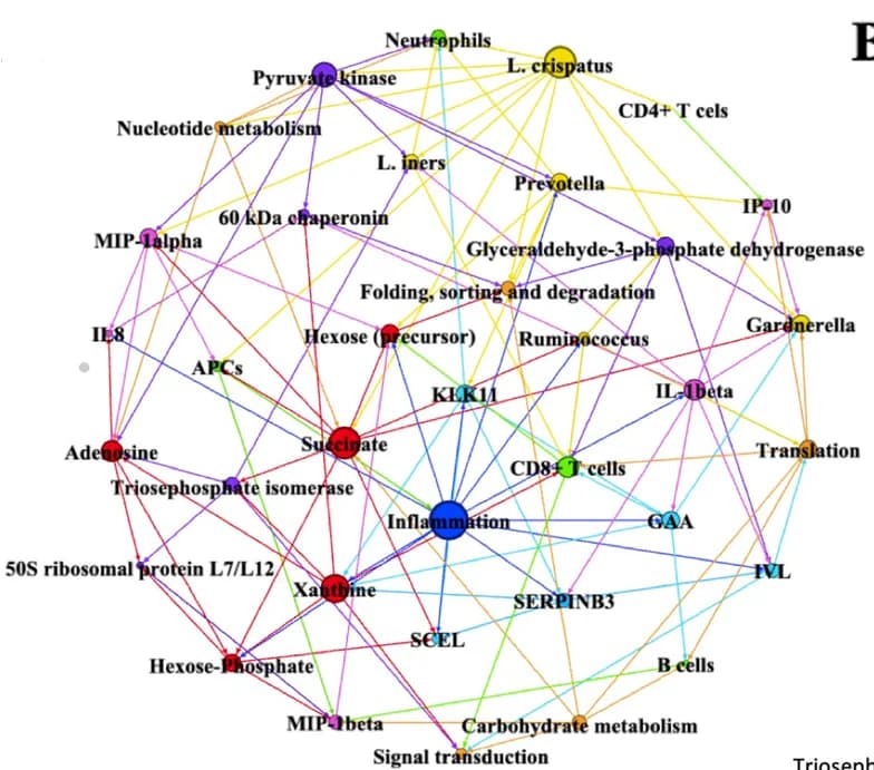 Open access visualization of Network, Pathway, Bayesian Network, Cervicovaginal Inflammation, Network Analysis