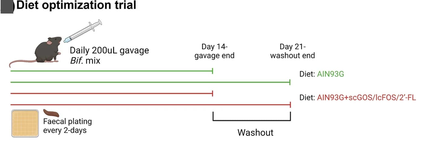 Open access visualization of Workflow, Illustration, Diet Trial, Bifidobacterial Strain, Oral Gavage