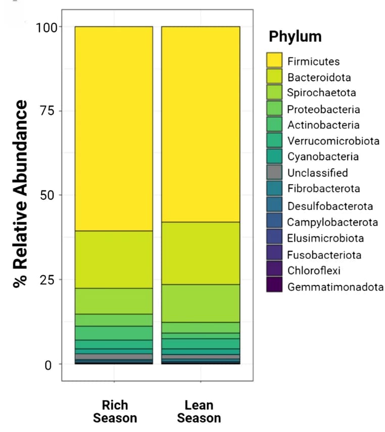 Open access visualization of Stacked Bar Plot, Bacterial Phyla, Relative Abundance, Season