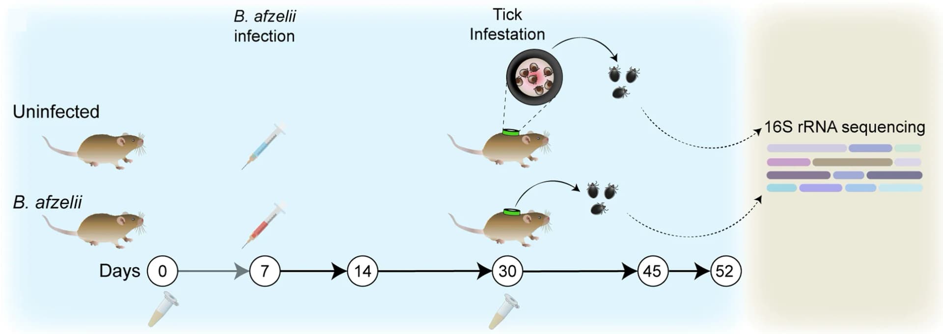 Open access visualization of Workflow, Illustration, Mice, B. afzelii, I. ricinus