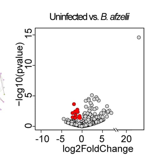 Open access visualization of Volcano Plot, Microbial Abundance, Tick Microbiota, Uninfected Mice, Borrelia afzelii