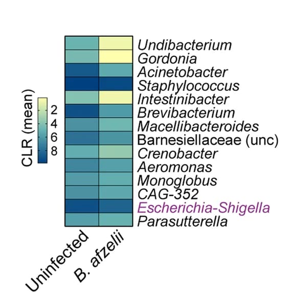 Open access visualization of Heatmap, Taxa Abundance, CLR, Borrelia afzelii
