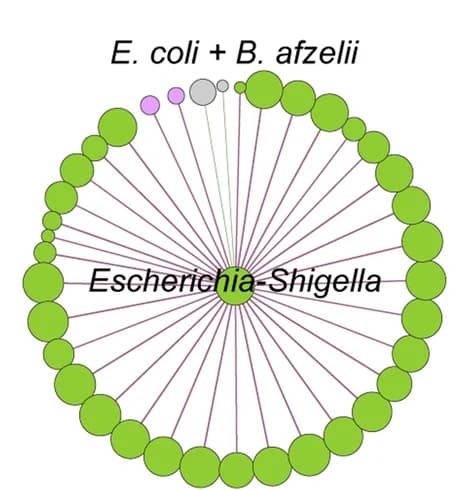 Open access visualization of Network, Chord, Sub-networks, Local connectivity, Escherichia-Shigella