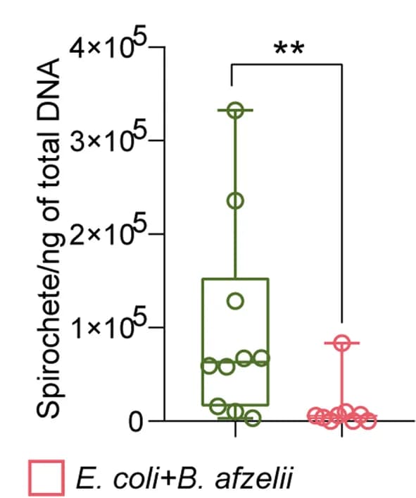 Open access visualization of Box Plot, Scatter Plot, Spirochetes, Mice, Larvae