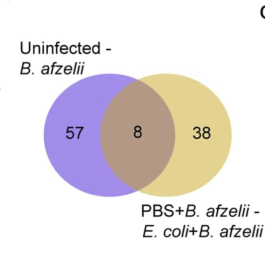 Open access visualization of Venn Diagram, Taxa Abundance, Uninfected Ticks, B. Afzelii, PBS