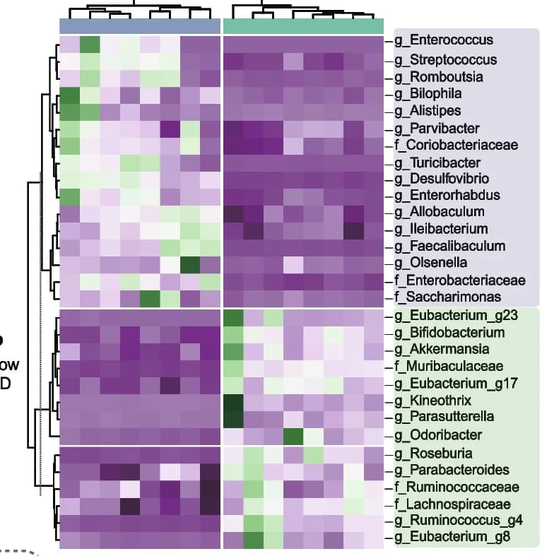 Open access visualization of Heatmap, Clustered, Bacterial taxa abundance, LEfSe analysis
