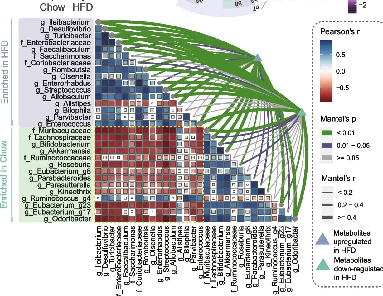 Open access visualization of Heatmap, Network, Bacterial taxa, Pearson’s correlation coefficients, Serum metabolites
