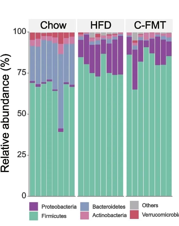 Open access visualization of Stacked Bar Plot, Bar Graph, Bacterial Abundance, Phylum Level