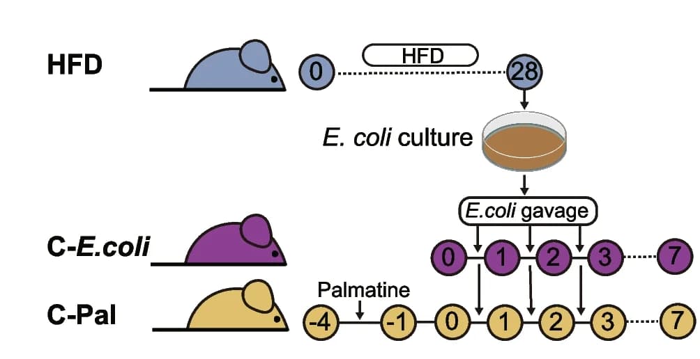 Open access visualization of Workflow, Flowchart, Illustration, Escherichia coli, E. coli