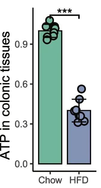 Open access visualization of Bar Plot, Error Bars, Adenosine Triphosphate, ATP, Colonic Tissue