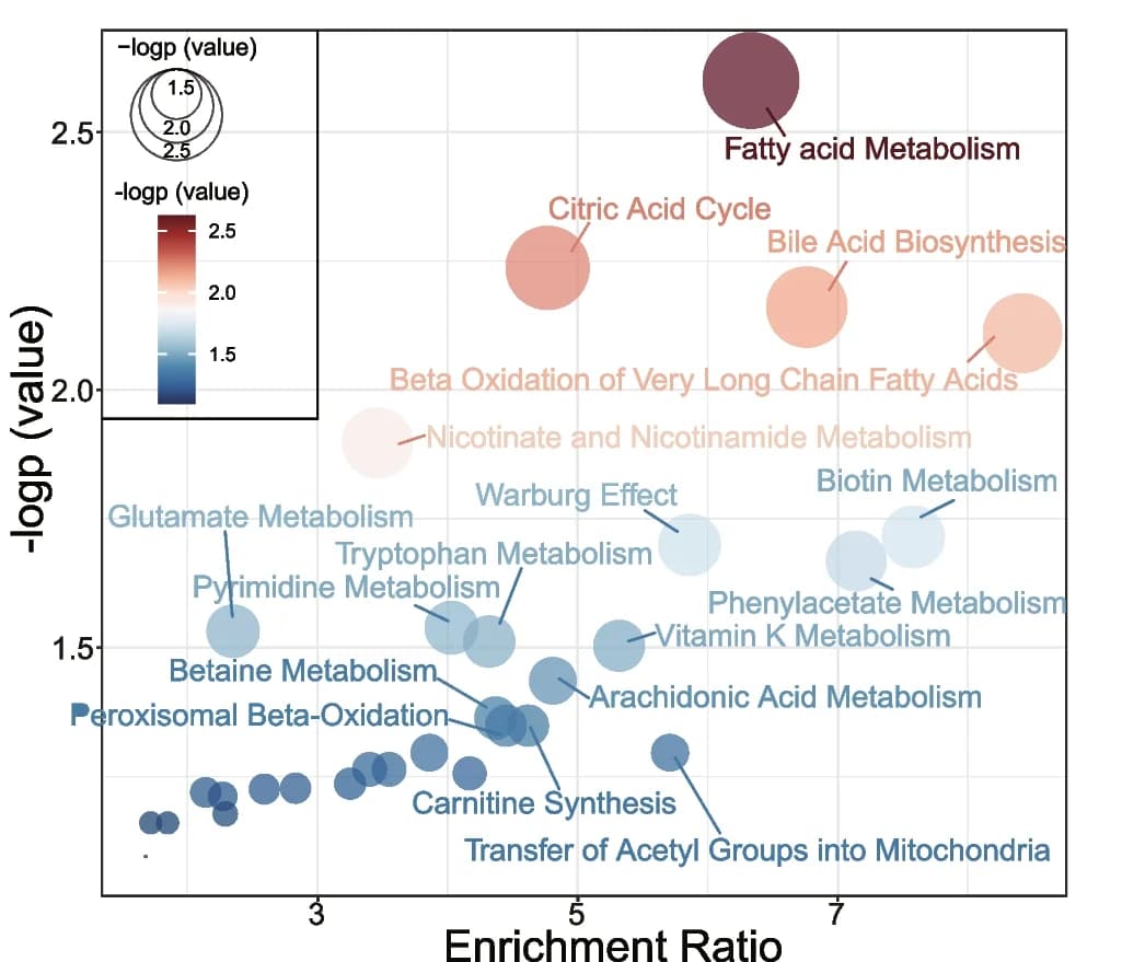 Open access visualization of Bubble Plot, qMSEA Method, Colonic Metabolic Pathways, HFD
