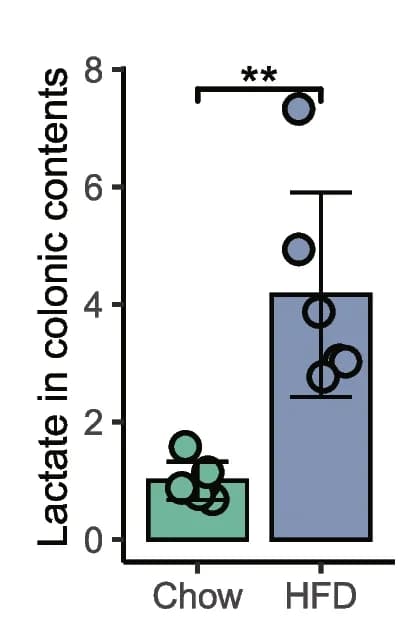 Open access visualization of Bar Plot, Scatter Plot, Error Bars, HFD, Lactate